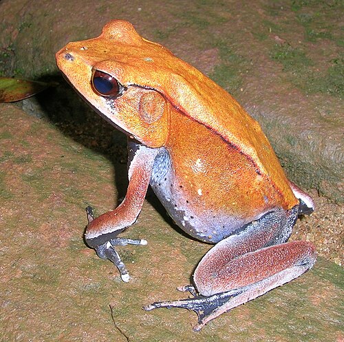 繁殖期の雄の上面
