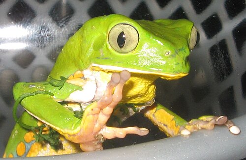 アマガエル、カエティテ、バイア州、ブラジル