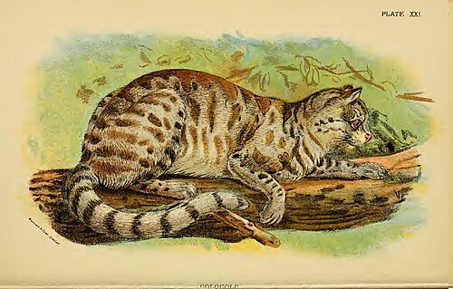 L. c. colocola. イラスト (1896)
