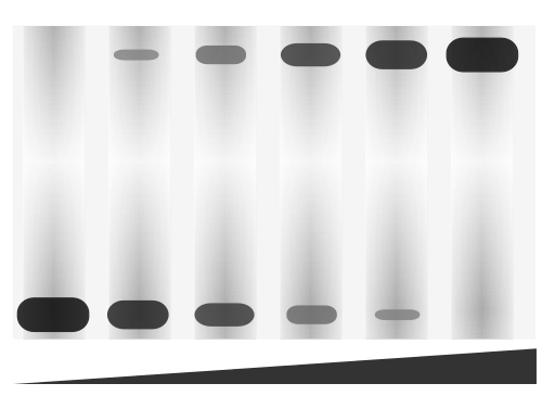 EMSAの模式図。タンパク質の増加に応じてゲルシフトが起こる様子を示す。