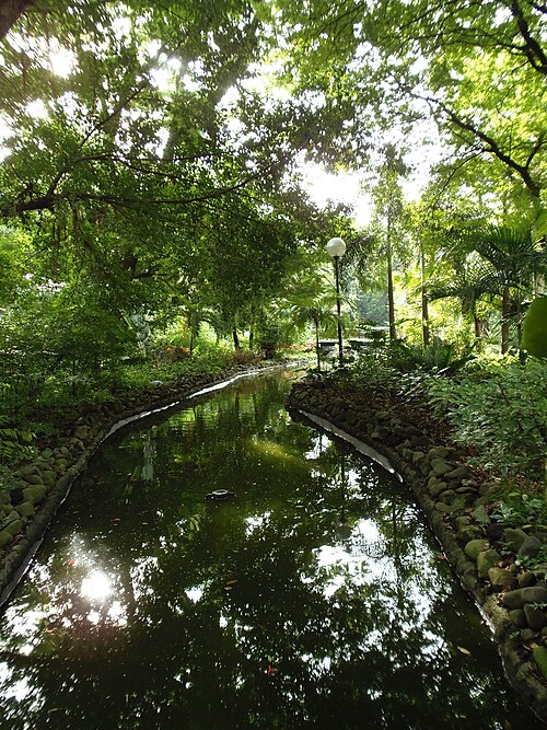鯉の池