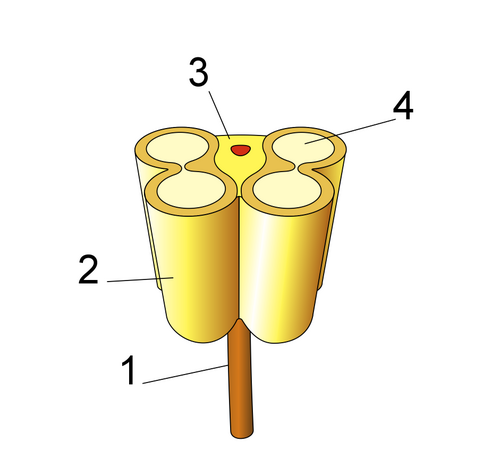 葯の断面図。1：花糸；2：葯鞘；3：葯隔（導管は赤色）；4：花粉嚢
