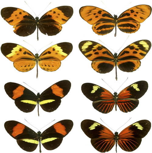 ヘリコニウス属のチョウには、多くの類似種が含まれている。