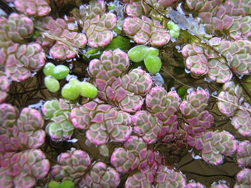 A. filiculoides（ピンクがかった）とLemna minor