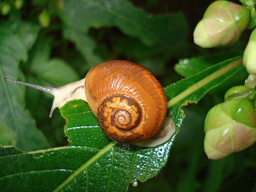インド西部に生息する左巻きのカタツムリの一種