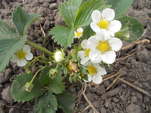 イチゴの花。