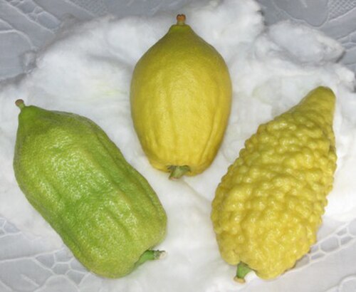 ユダヤ教の儀式での使用が認められているエトロギム（Citrus medica）の3つの品種は、いずれも真の非ハイブリッドシトロンである。