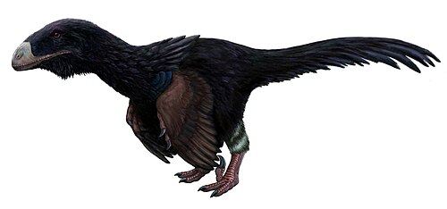 黒い羽毛に覆われた恐竜のイラスト