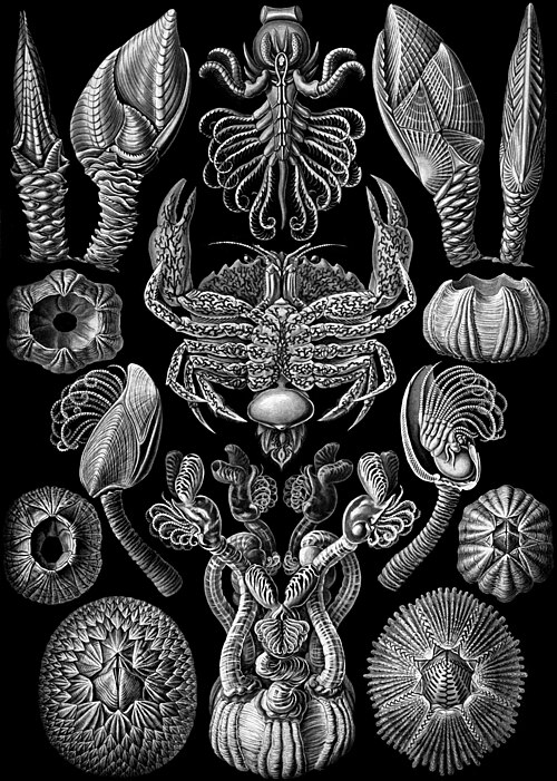 Ciripedia、Kunstformen der Natur、(1904)。