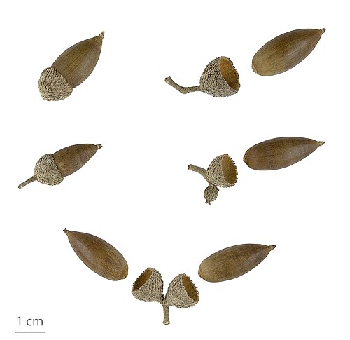 セイヨウヒイラギガシ、MHNT