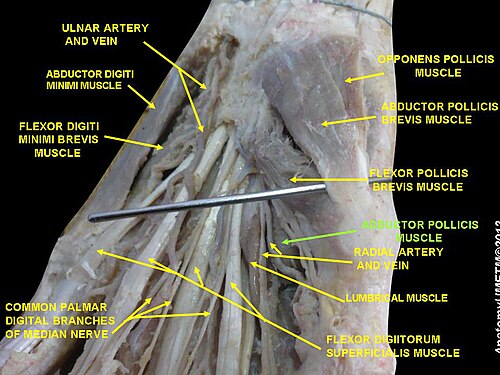 Adductor pollicis muscle