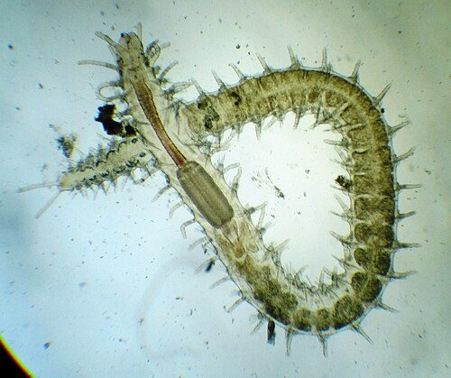 リヴォルノ港の水深0.5m地点で「Syllis gracilis」が発見された。