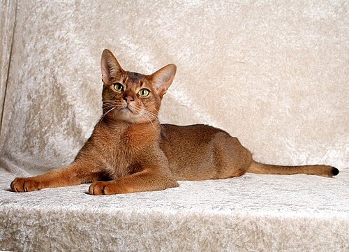典型的な赤毛の毛並みを示す、チャンピオンの成猫の雄アビシニアン猫の写真