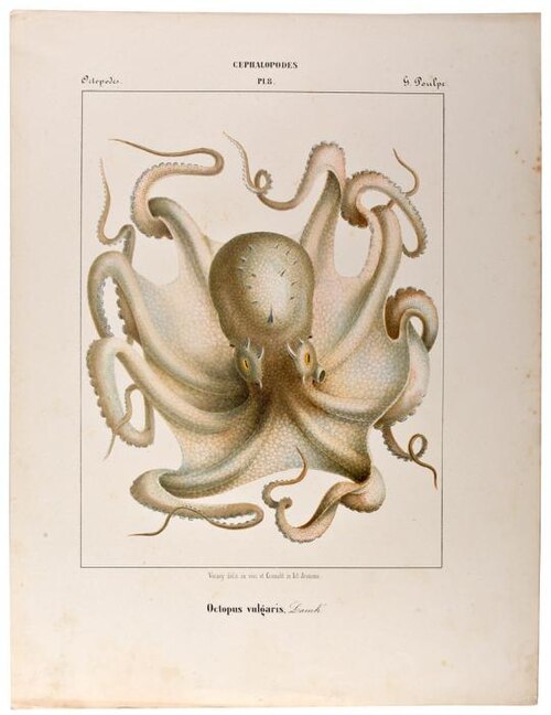 マダコ（Octopus vulgaris、最大1～2メートルまたは3.3～6.6フィート）