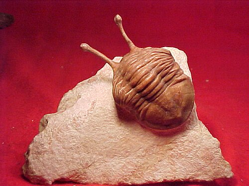 鉱物化した三葉虫、アサフス・コワレフスキー
