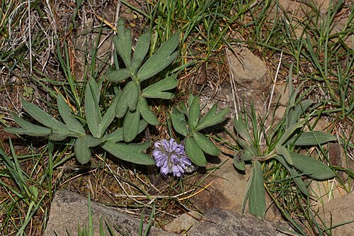 Hydrophyllum capitatum var. capitatum（ワシントン州ウェナス野生生物保護区）