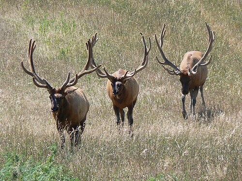 放牧地にいる3頭の雄のヘラジカの写真