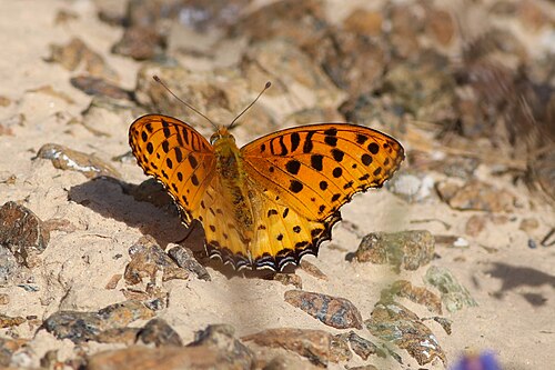 アラブ首長国連邦ワディ・ウラヤ産の Argynnis hyperbius