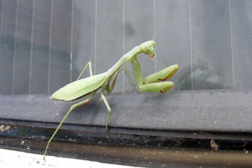 成虫の雌の Stagmomantis limmata