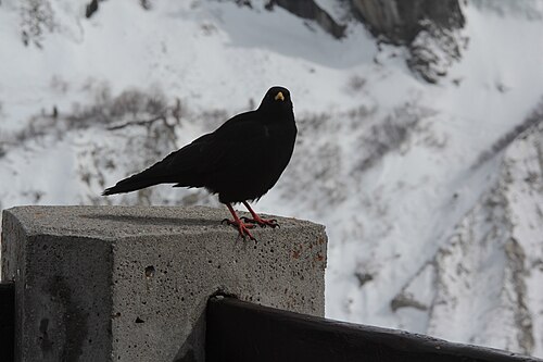 柱に止まった高山の鳥