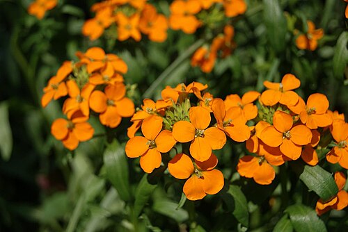 Erysimum allionii 花序
