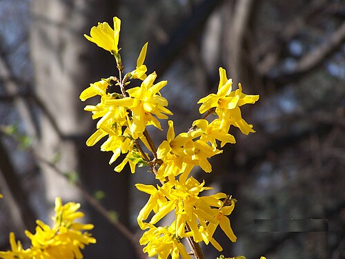裸の木々の間に咲いたレンギョウの枝