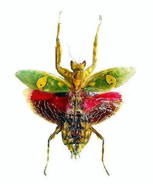 宝石のような花を咲かせるカマキリ（学名：Creobroter gemmatus）：鮮やかな色の翅を突然広げ、捕食者を驚かせる威嚇行動をとる。