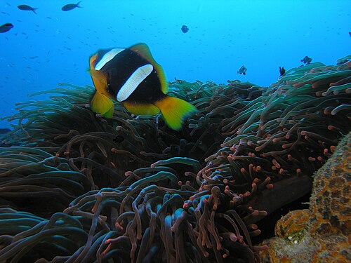 特徴的な二股の尾を持つ A. latifasciatus (マダガスカルクマノミ)。