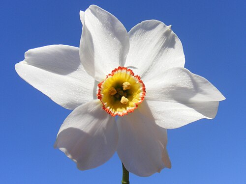 グランダラの花、国の象徴