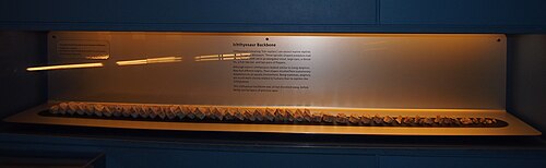 博物館に展示されている魚竜の背骨。展示の説明によると、魚竜の背骨は浸食され、オパールがその場所に取って代わったことで、背骨の鋳型ができたという。