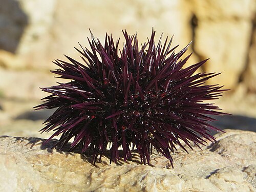 Paracentrotus lividus、通常のウニ (Euechinoidea、Carinacea 下綱)
