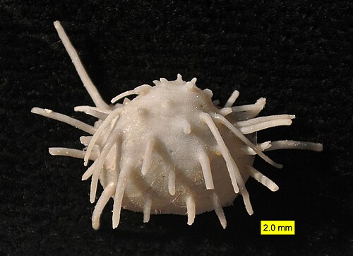 プロダクト科腕足動物の腹弁；ローディアン期、グアダルーピアン期（中期ペルム紀）；テキサス州グラスマウンテンズ。