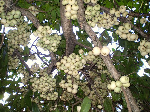 Syzygium mooreiの果実