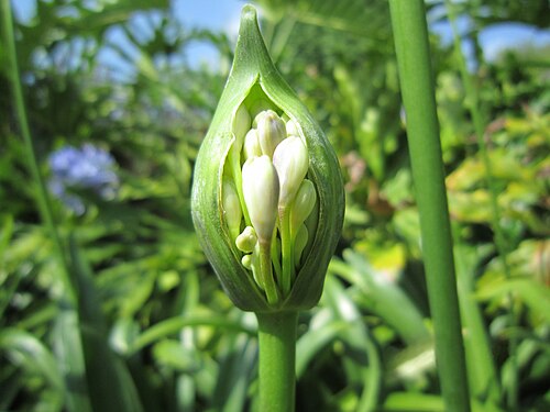 開花し始めた