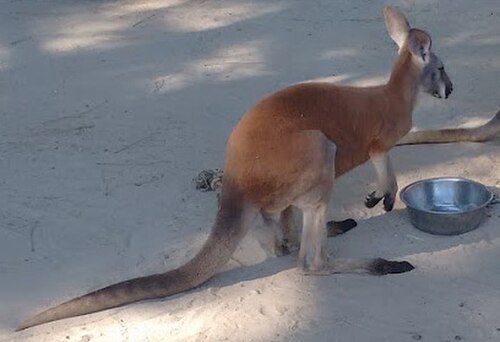 動物園のカンガルー