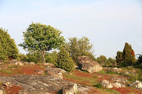典型的な風景（アルメ島）