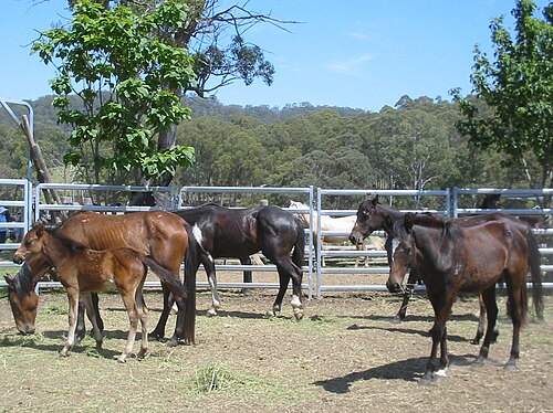 パイプパネルで囲まれた囲いの中にいる痩せた馬4頭と子馬1頭。干し草を食べている馬もいる。