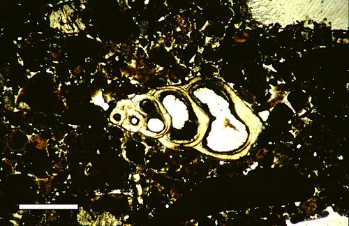 Thin section in plane-polarized light of microscopic gastropod shell, from Holocene lagoonal sediment of Rice Bay, San Salvador Island, Bahamas. Scale bar 500&nbsp;μm.