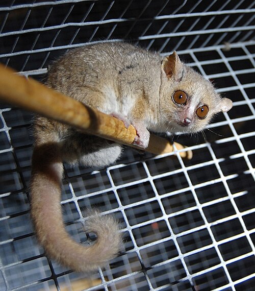 大きな目のキツネザルが木の棒の上に止まり、長い毛むくじゃらの尻尾を垂らしている