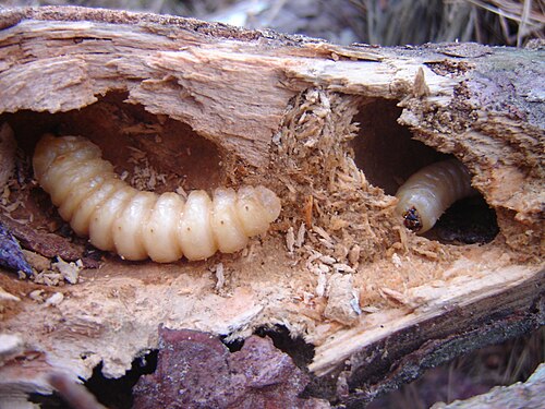 木の枝のトンネルにいる2匹の大きな昆虫の幼虫