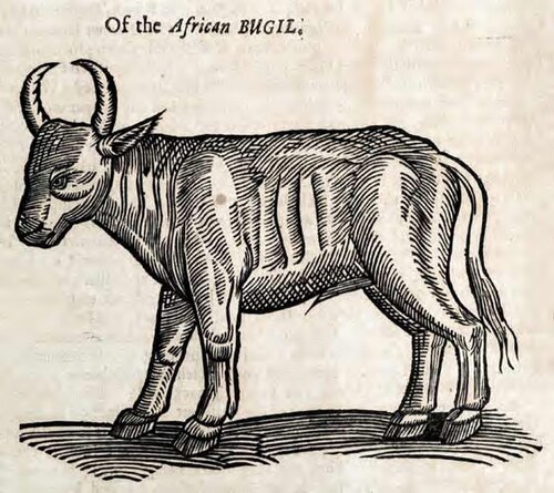 アフリカのブギル牛の木版画