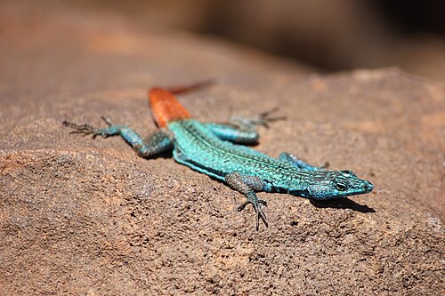 サウトパンズバーグヒラトカゲの雄、プラティサウルス・レリクトゥス