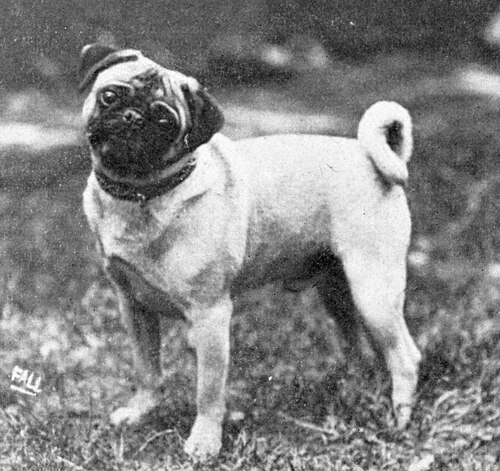 1915年のパグ。