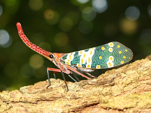 Pyrops candelaria (フルゴリ科)