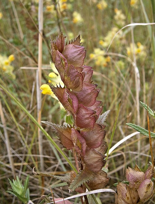 果実：乾燥すると、種子が莢の中でカラカラと音を立てることから、この植物の名前が付けられた。