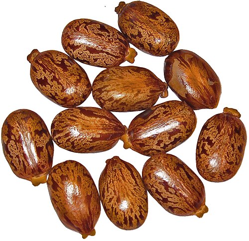白い背景にまだら模様の茶色の豆が横たわっている