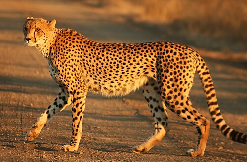 チーター全身のクローズアップ画像
