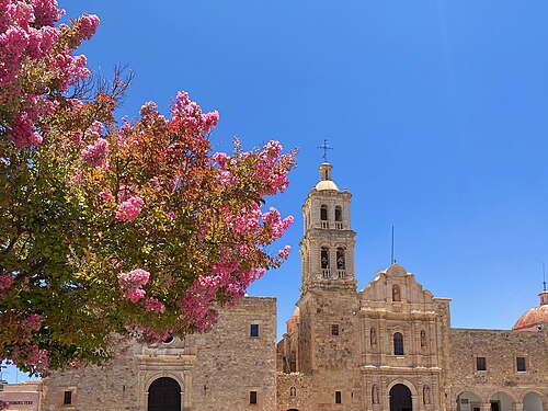 メキシコ、ソンブレレテの夏のサルスベリ