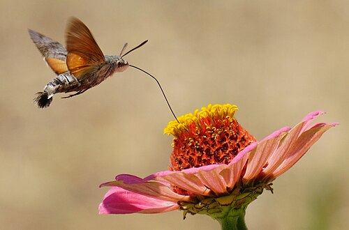 口吻を伸ばして花の蜜を吸う