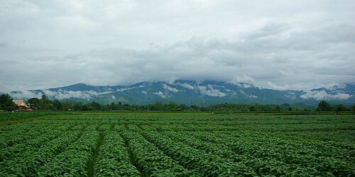 メーラオ県チョム・モック・ケオの畑。背景にはクンタン山脈が見える。